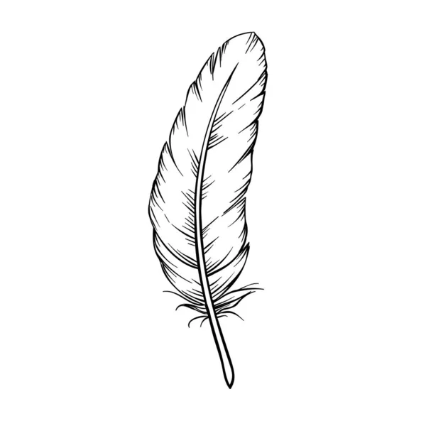 Hand drawn feathers — Stock Vector