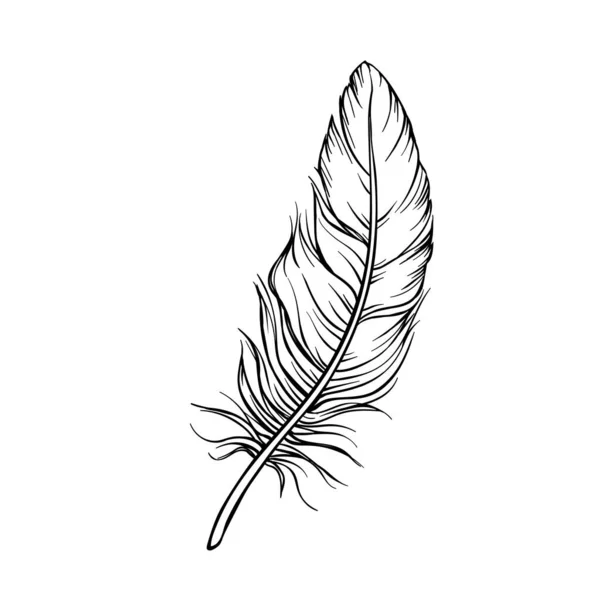 Hand drawn feathers — Stock Vector