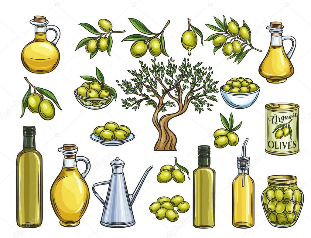 Hand drawn colored olives, tree branches, glass bottle, jug , metal dispenser and olive oil. Vector illustration outline in retro sketch style.