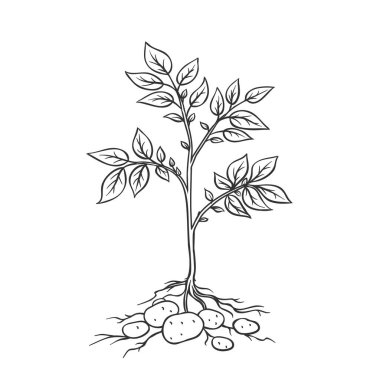 Tumberli patates bitkisi. Tarla patateslerinin geçmişe dönük bir temsili..