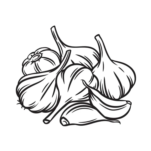 Outline bunch of garlic — Stock Vector