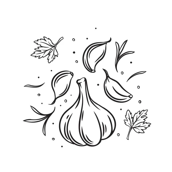 Πτώση σκόρδου με βότανα και μπαχαρικά — Διανυσματικό Αρχείο