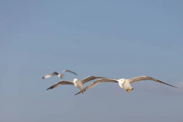 Groupe de mouettes volant sur ciel bleu — Photo