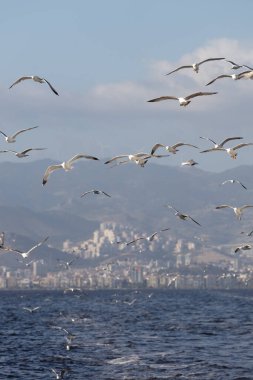 Mavi gökyüzünde uçan bir grup martı.