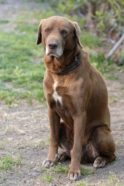 Schoko-Labrador-Hund liegt auf Gras im Freien — Stockfoto