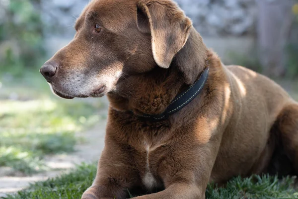 Schoko-Labrador-Hund liegt auf Gras im Freien — Stockfoto