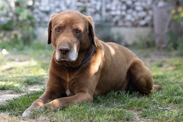 Schoko-Labrador-Hund liegt auf Gras im Freien — Stockfoto