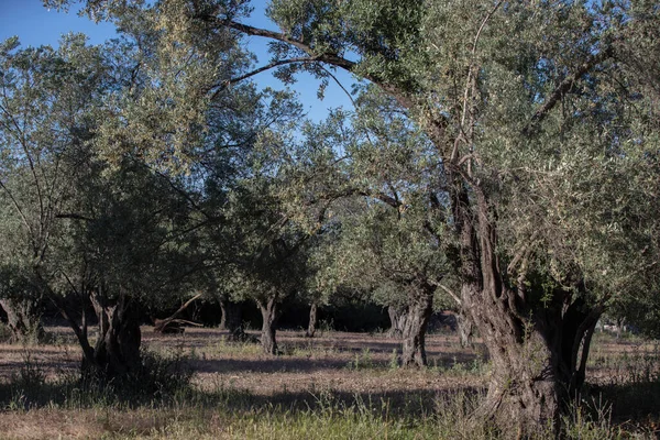 Olivovníky poblíž Urla, Izmir, Turecko — Stock fotografie
