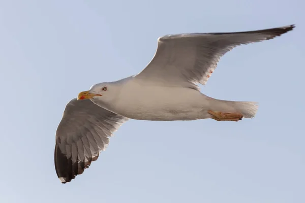 Mouette volant en fond bleu — Photo