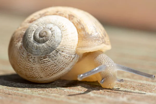 A brown garden snail on a wooden background — Stock Photo, Image