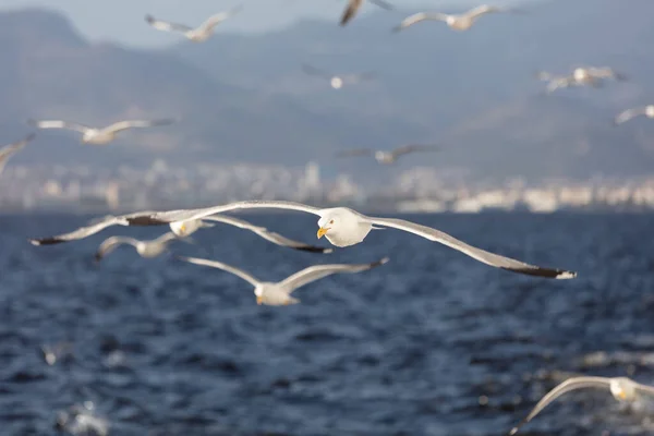 Grupo de gaivotas voando no céu azul — Fotografia de Stock