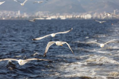 Mavi gökyüzünde uçan bir grup martı.
