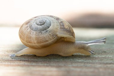 Tahta bir arka planda kahverengi bir bahçe salyangozu.