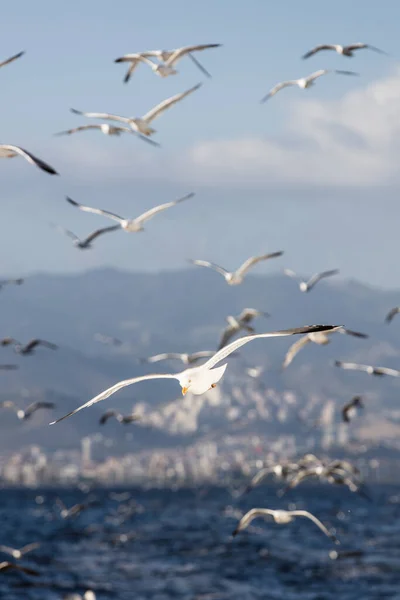 Grupo de gaivotas voando no céu azul — Fotografia de Stock
