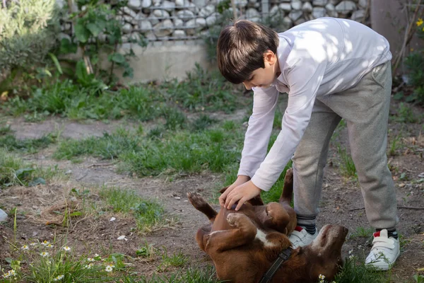 A child plays with a dog — Stock Photo, Image