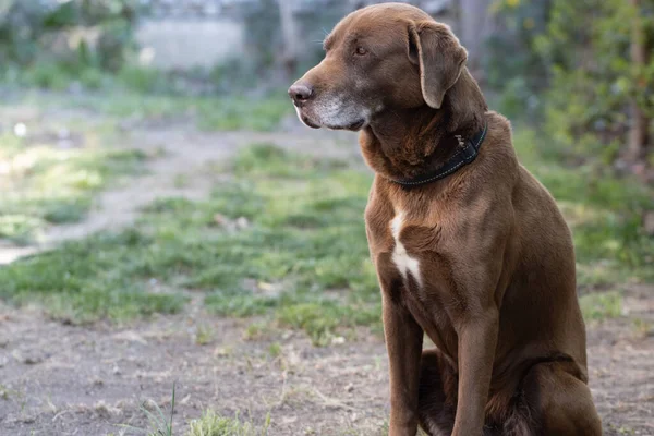 Schoko-Labrador-Hund liegt auf Gras im Freien — Stockfoto