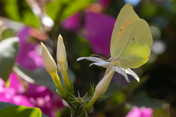 꽃과 뒤에 있는 아름다운 보케의 화밀을 먹고 사는 나비. — 스톡 사진