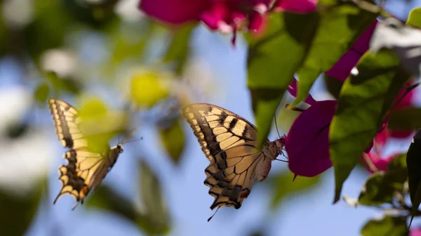 Motyl żywiący się nektarem kwiatu bougainvillea i pięknym bokeh w tle. — Zdjęcie stockowe