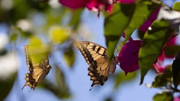 Vlinder voeden zich met nectar van een bougainvillea bloem en mooie bokeh op de achtergrond. — Stockfoto