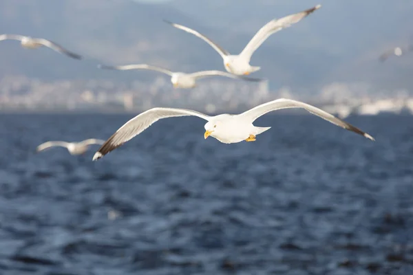 Grupo de gaivotas voando no céu azul — Fotografia de Stock