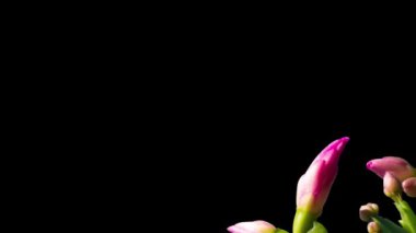 Büyüyen ve çiçek açan pembe Noel kaktüsü Schlumbergera siyah arka planda izole edilmiş, yakın plan