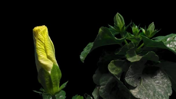 Χρονική λήξη του άνθους του ιβίσκου που ανθίζει σε καθαρό μαύρο φόντο — Αρχείο Βίντεο