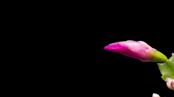 Timelapse of growing and blooming pink Christmas cactus Schlumbergera isolated on black background, close up — Stock Video