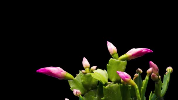 Timelapse uprawy i kwitnienia różowy Christmas cactus Schlumbergera izolowane na czarnym tle, zbliżenie — Wideo stockowe