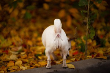 Autumn ormanda beyaz köpek pislik.