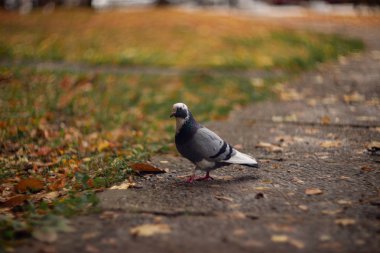 Güzel güvercin sonbahar portakal ormanında.