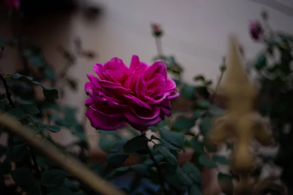 Purple Rose Blurred Background Very Soft Focus Art Idea — Stock Photo, Image