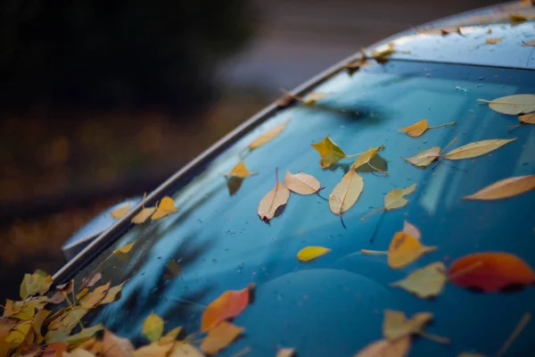 Autoscheibe Mit Orangefarbenen Blättern Darauf Das Auto Steht Schon Lange — Stockfoto