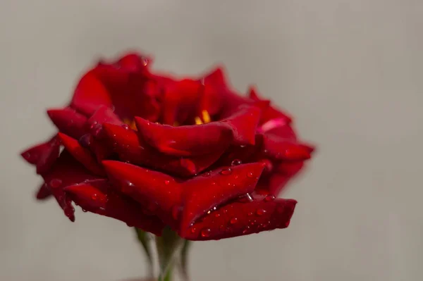 Hue Red Rose Water Drops Blurred Background Close View — Stock Photo, Image