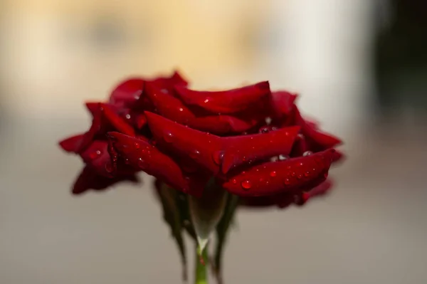 背景に水滴がぼやけたフエの赤いバラ クローズアップビュー — ストック写真