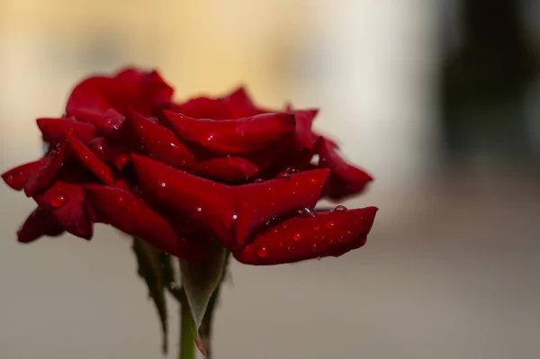 Színes Vörös Rózsa Vízcseppekkel Homályos Háttérrel Közelkép — Stock Fotó