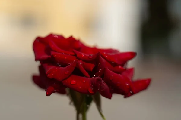 Hue Rosa Vermelha Com Gotas Água Fundo Borrado Vista Perto — Fotografia de Stock