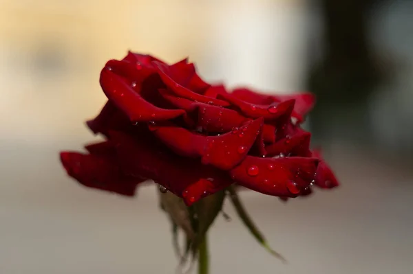 Hue Κόκκινο Τριαντάφυλλο Σταγόνες Νερό Θολή Φόντο Κλείσιμο Προβολής — Φωτογραφία Αρχείου
