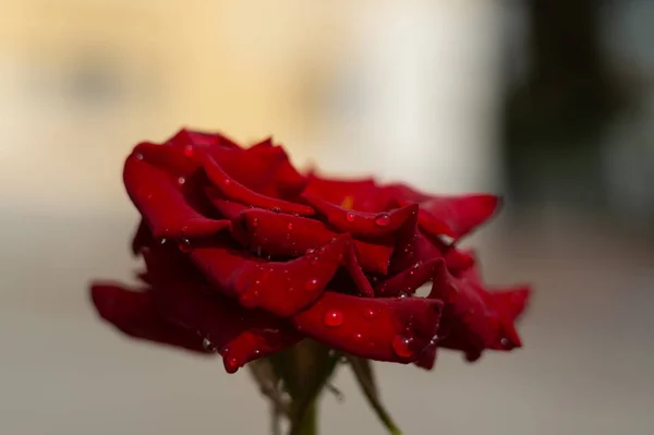 Színes Vörös Rózsa Vízcseppekkel Homályos Háttérrel Közelkép — Stock Fotó