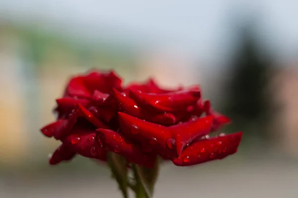 Hue Rosa Vermelha Com Gotas Água Fundo Borrado Vista Perto — Fotografia de Stock