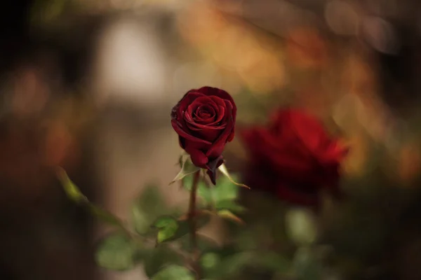 完璧で美しい色合いの赤は庭でバラ 背景がぼやけています — ストック写真