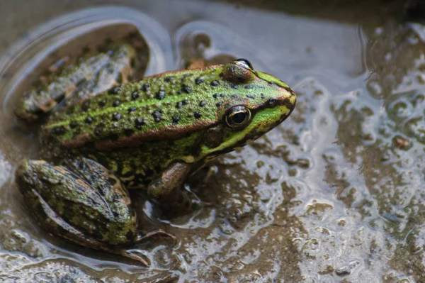 Πράσινος Βάτραχος Που Κάθεται Στη Λάσπη Στο Νερό — Φωτογραφία Αρχείου