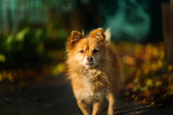 Orange Hemlös Hund Tittar Dig — Stockfoto