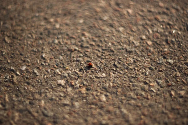 歩道のてんとう虫 道路上の小さな虫 — ストック写真