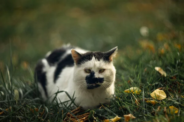 Темпераментний Бездомний Хрестоподібний Прикус Плямистий Кіт Дивиться Зеленій Траві — стокове фото