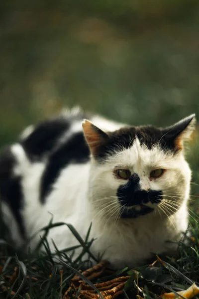 Temperamental Homeless Cross Eyed Squint Spotty Cat Looks You Green — Stock Photo, Image