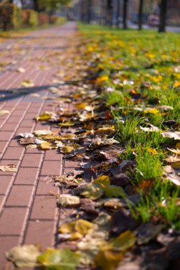 Kaldırımda yapraklarla sonbahar yürüyüşü yolu. Yeşil çimen ve portakal yaprakları.