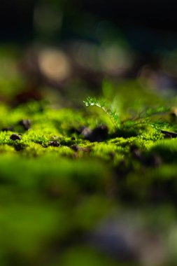 Siyah zeminde yeşil yosun. Islak zemin ve yumuşak yosun.