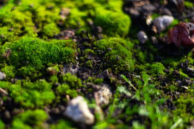 Siyah zeminde yeşil yosun. Islak zemin ve yumuşak yosun.