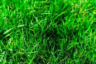 Çok yeşil ve taze çimenler. Tazelik ve doğanın sembolü. Parlaklık ve renk. Yakın çekim görünümü.