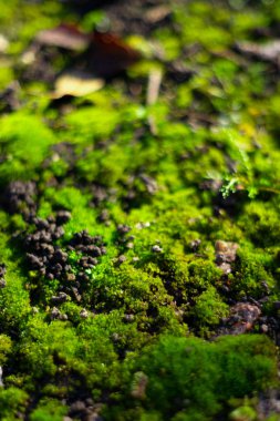 Siyah zeminde yeşil yosun. Islak zemin ve yumuşak yosun.